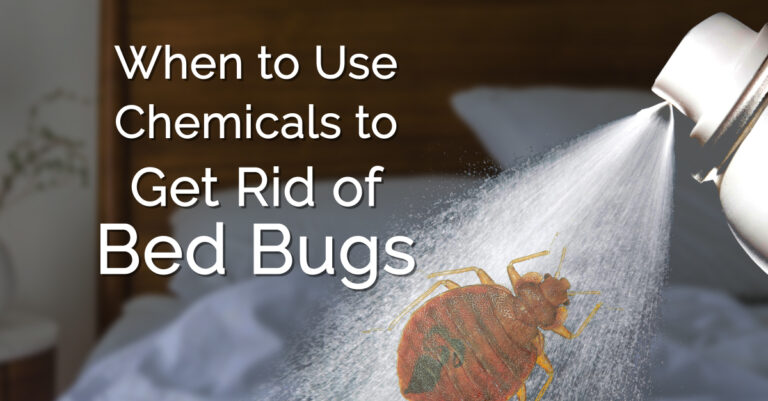 How Much to Get Rid of Bed Bugs in the UK