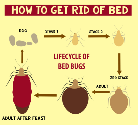 How Much to Get Rid of Bed Bugs in the UK